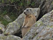 06 Marmotta in sentinella salendo al Laghetto e Passo di Val Vegia 